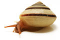 Jeanneretia parraiana depressa Cuba semiadult